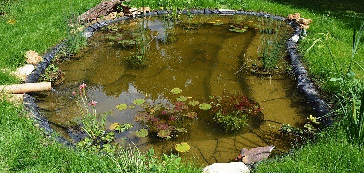 De vijver planten