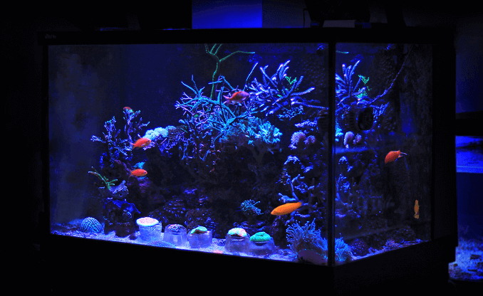 Klein huisaquarium