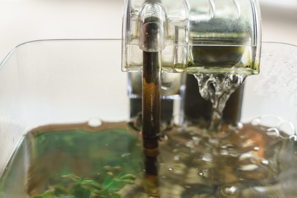 troebel water in aquarium