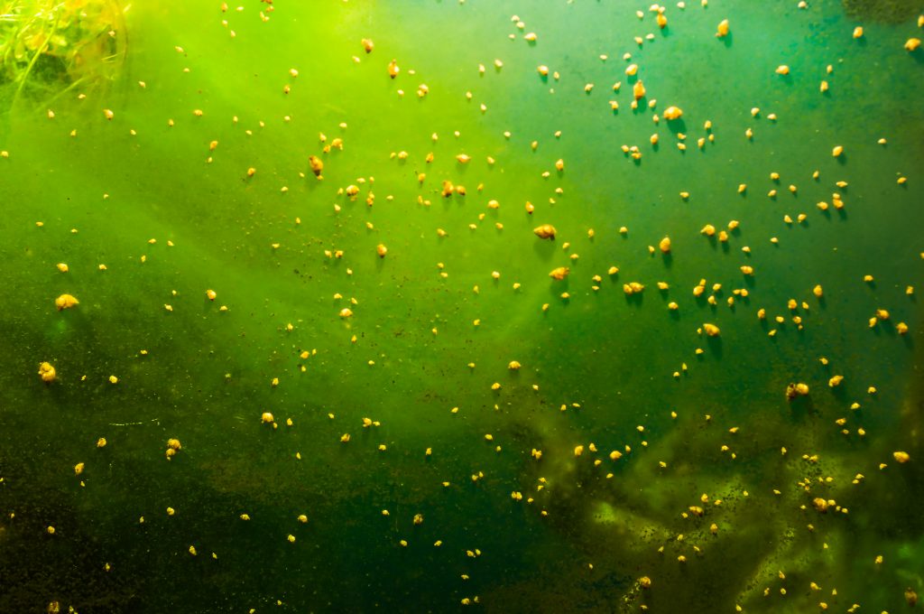 troebel water in aquarium
