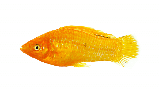 Gouden Sailfin Molly