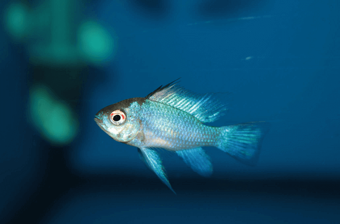 Elektrische blauwe ram