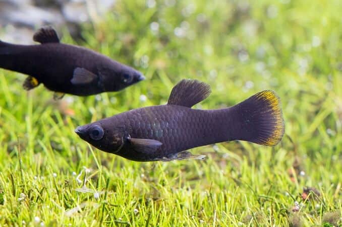 Zwarte Mollies