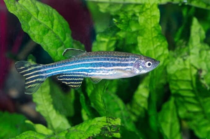 Zebravis (Danio)