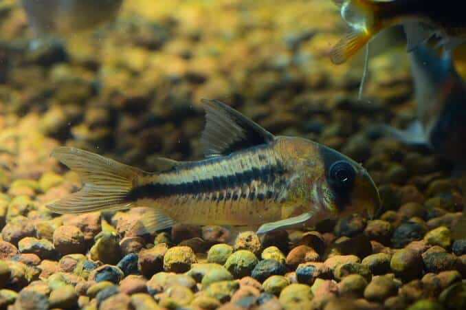 Corydoras-meerval