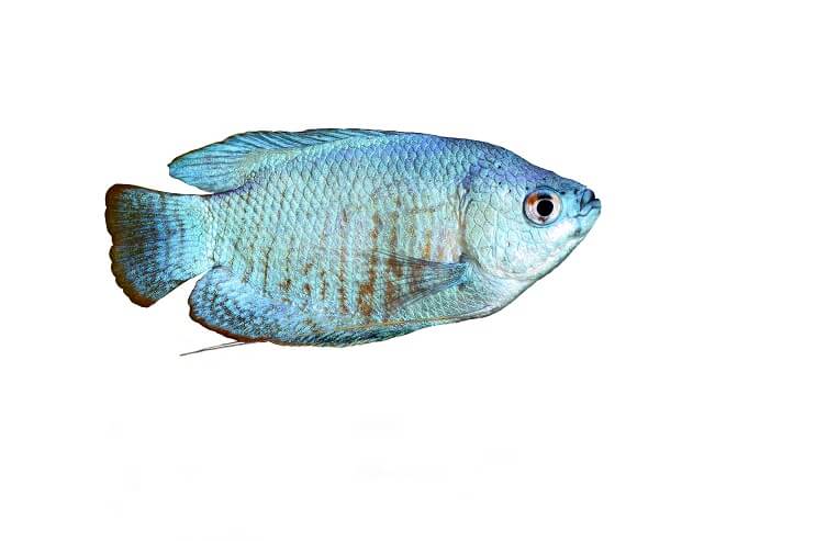 Poederblauwe Gourami