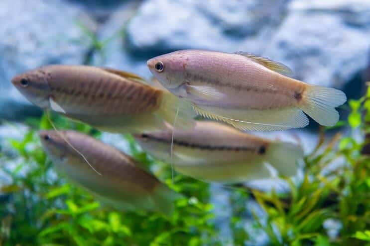 Slangenhuid Gourami