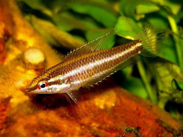 Zoethout Gourami