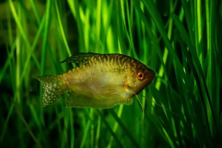 Gouden Gourami
