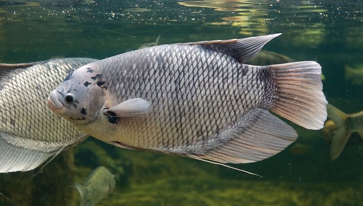 Reuze Gourami