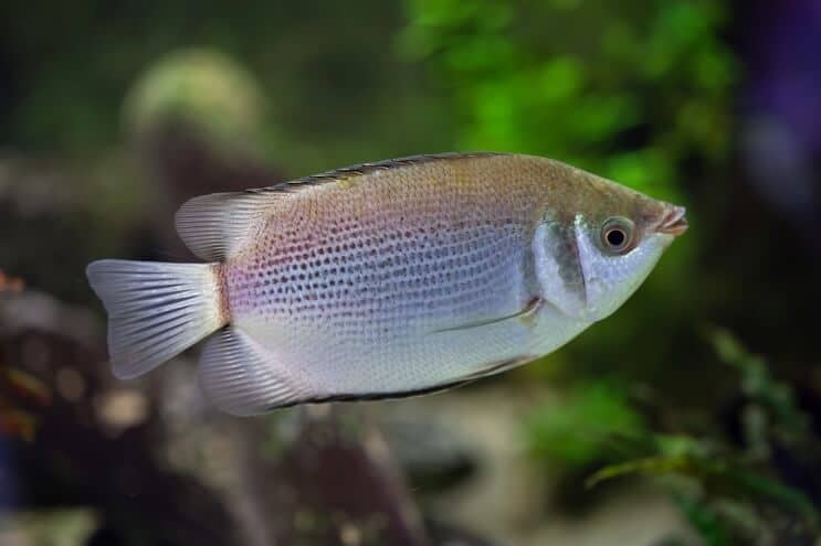 Gourami kussen