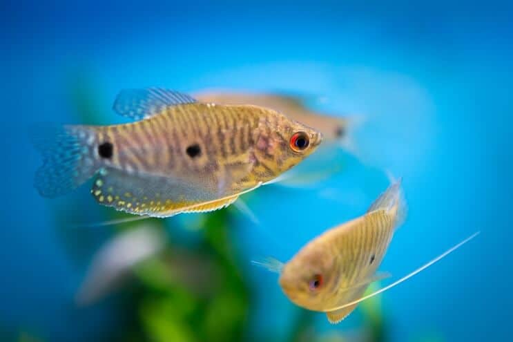 Blauwe Gourami