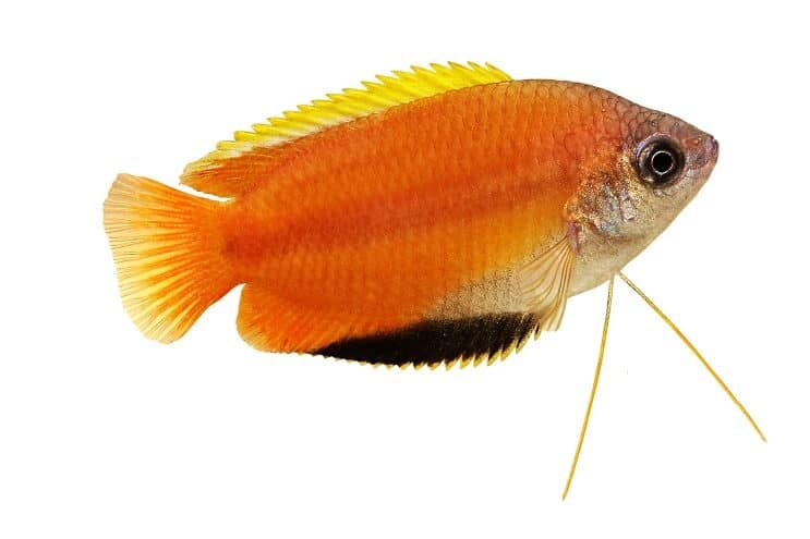 Honing Gourami