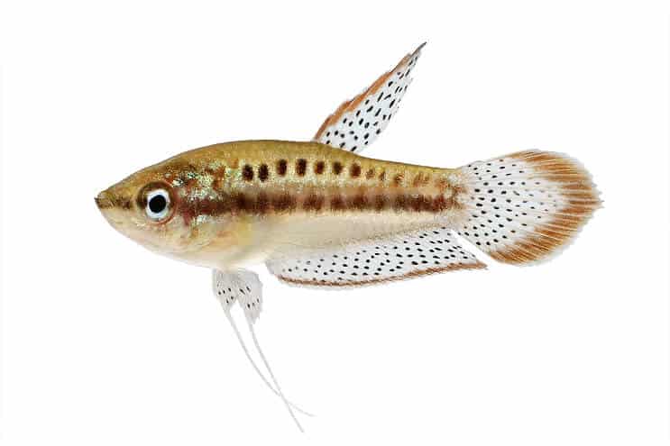 Sprankelende Gourami
