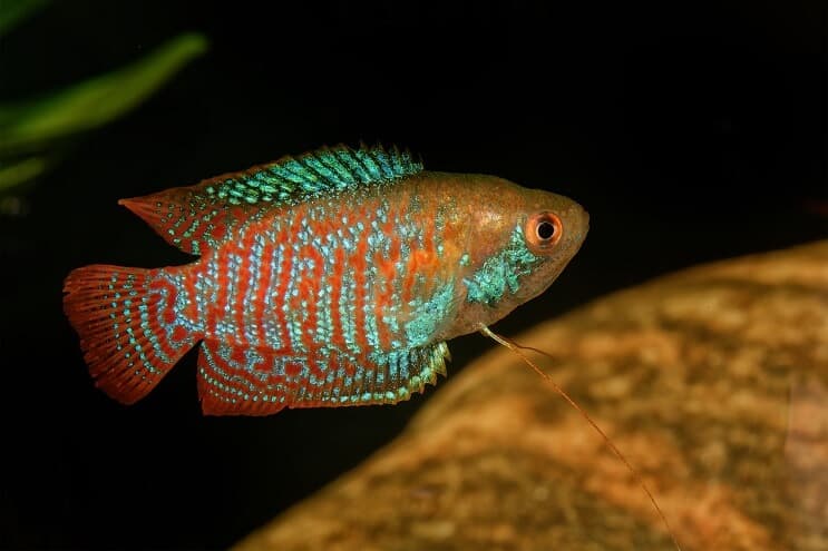 Dwerg Gourami