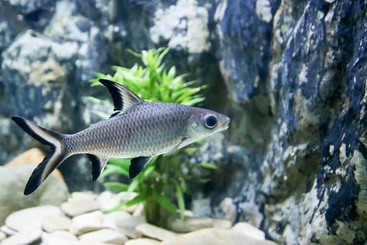 Bala Shark zwemmen