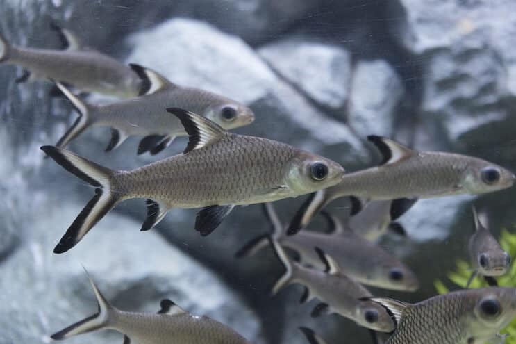 Bala Shark Tankmates