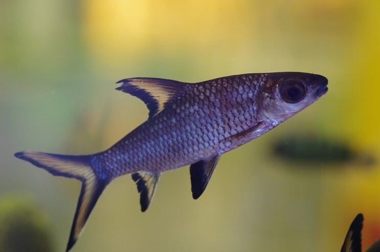Bala Shark