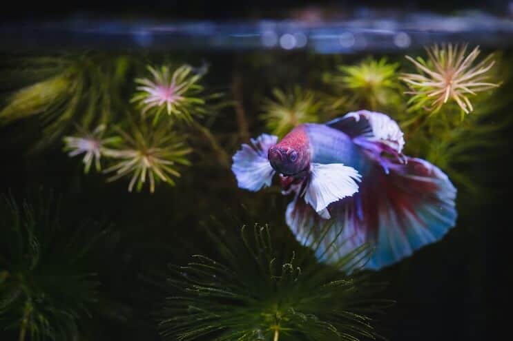 Betta vis