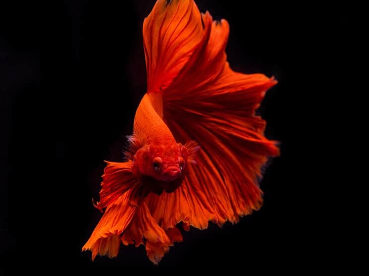 Betta Fish Uiterlijk