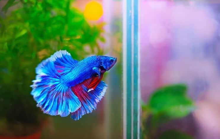 Betta Fish Habitat