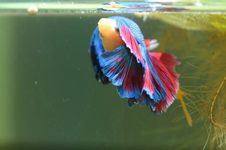Bettas Breeding More