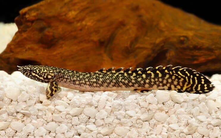 Sierlijke Bichir