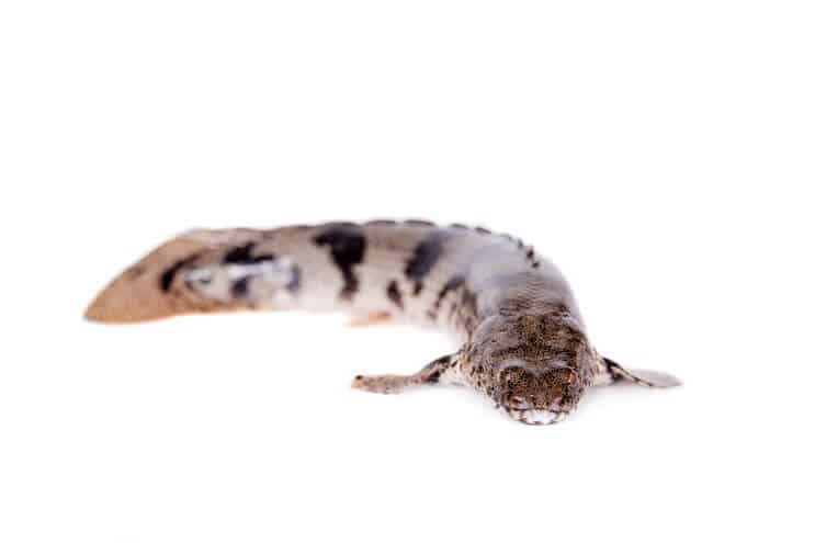 Opgezadelde Bichir