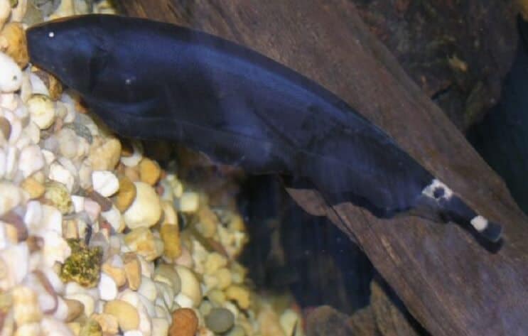 Black Ghost Knifefish op substraat