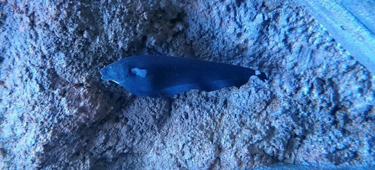 Ghost Knifefish zwemmen