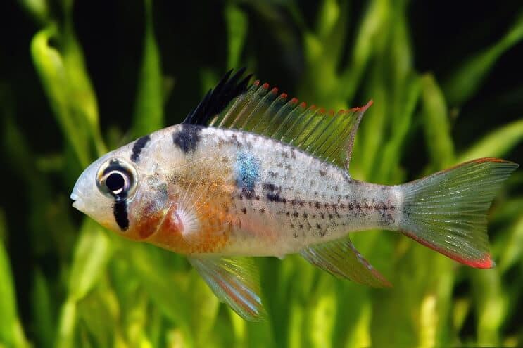 Boliviaanse Ram