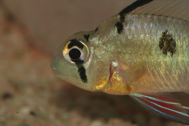 Boliviaanse Ram Close Up