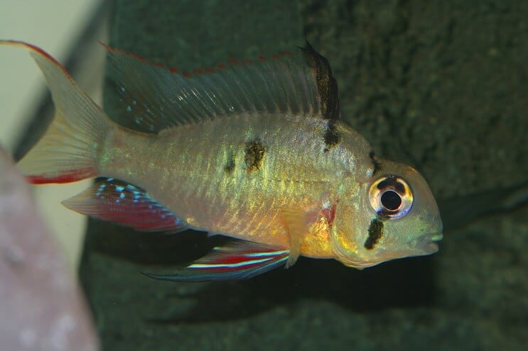 Vrouwelijke Boliviaanse Ram