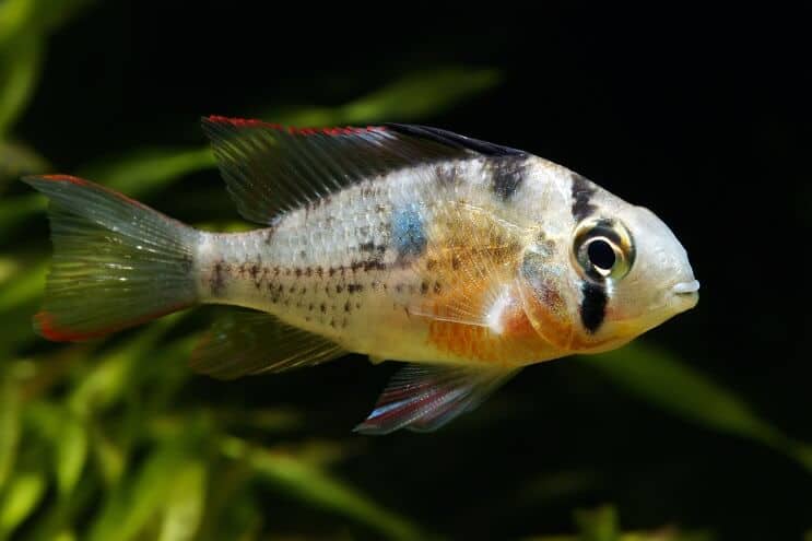 Boliviaanse Ram zwemmen
