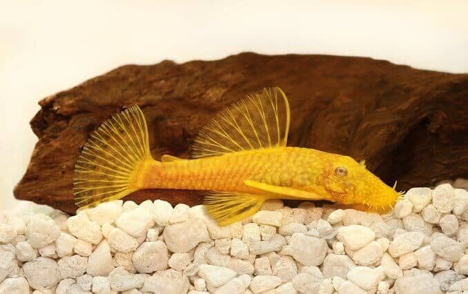 Gouden Ancistrus