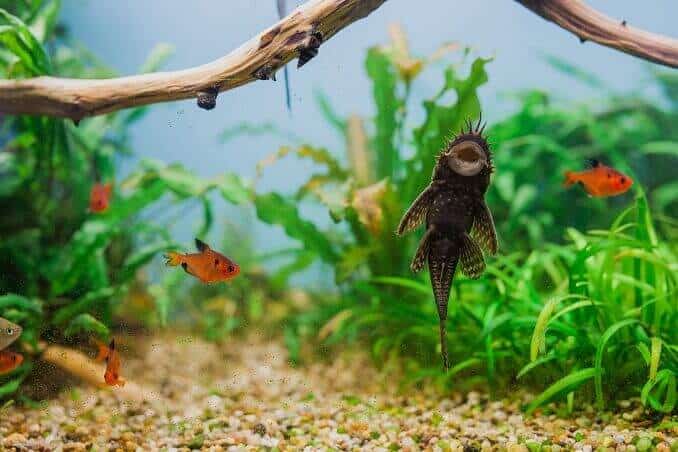 Reu Bristlenose Pleco