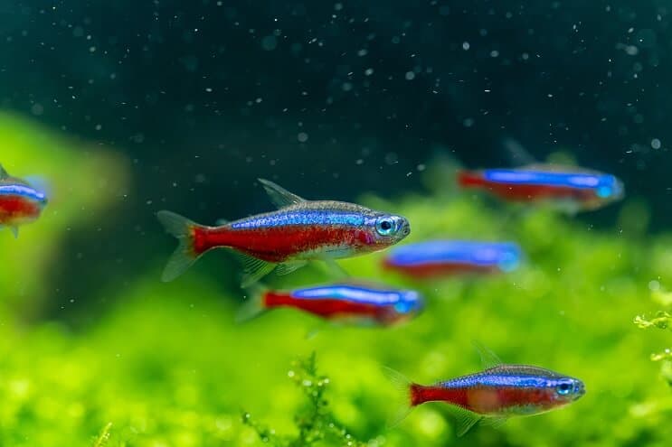 Cardinal Tetra Overzicht