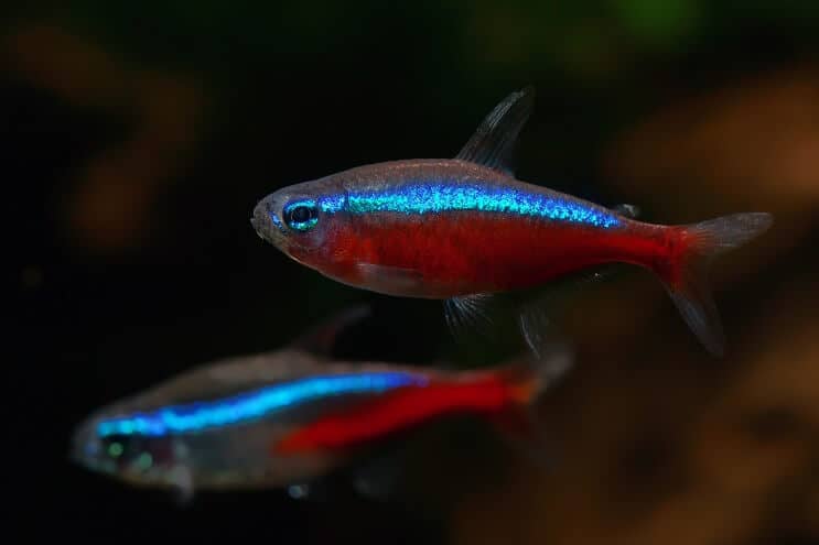Kardinaal Tetra Tank Mates