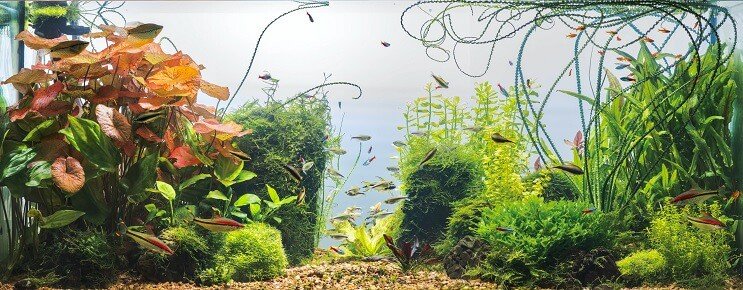 Cherry Barb Tank Condities