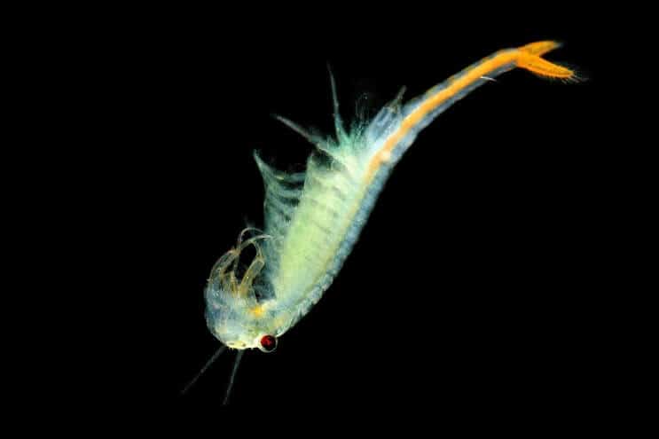 Cherry Barb-dieet