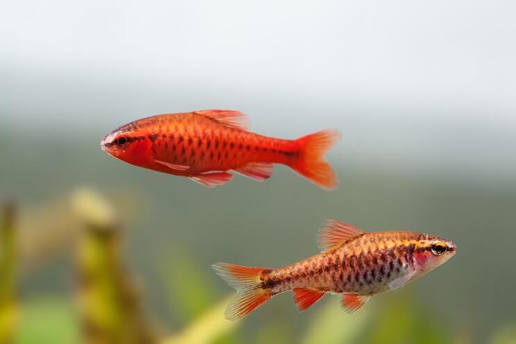 Mannelijke en vrouwelijke Cherry Barb