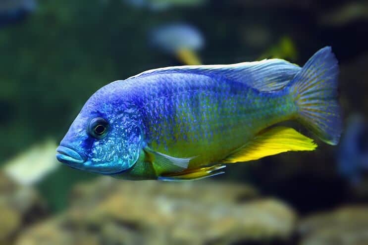 Pauw Cichlid