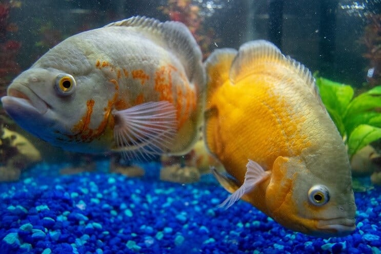 Cichliden die in een aquarium zwemmen