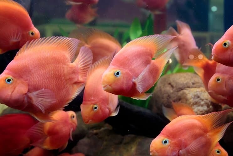 Blood Parrot Cichlid Diet