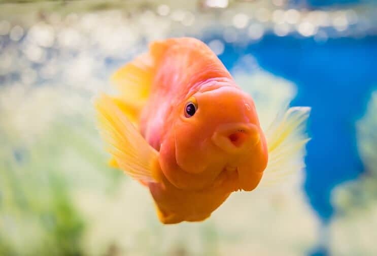 Blood Parrot Cichlid