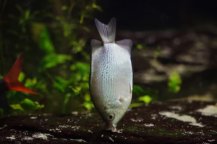 Kussen Gourami Habitat