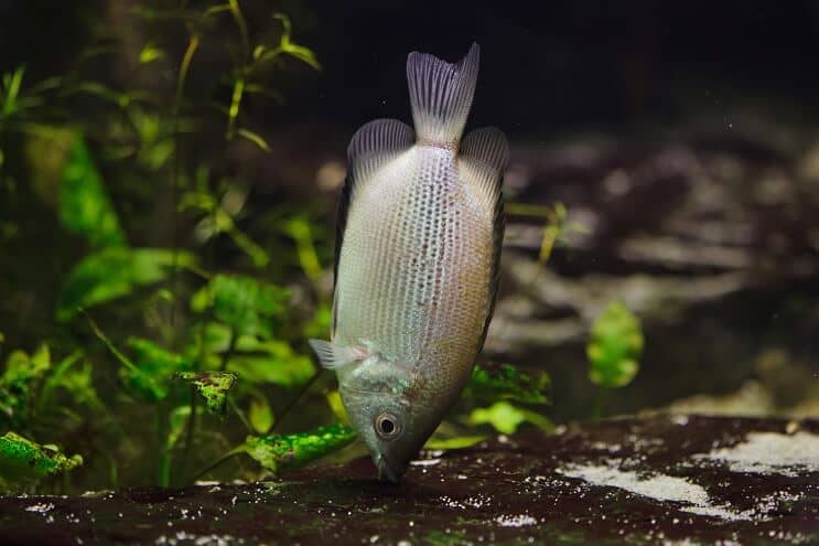 Gourami-dieet kussen