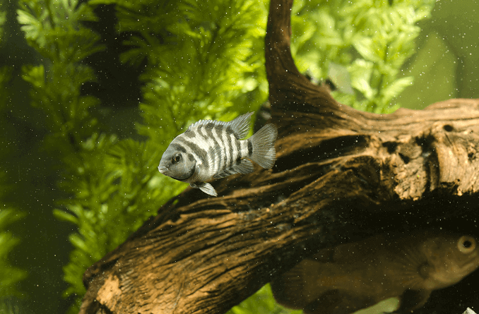 Zwarte veroordeelde cichlid