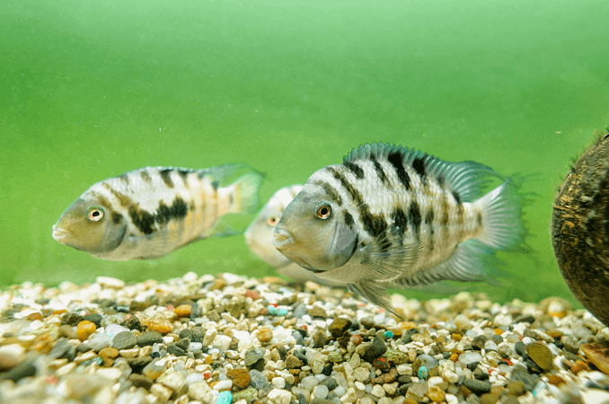 Mannelijke en vrouwelijke veroordeelde Cichlid