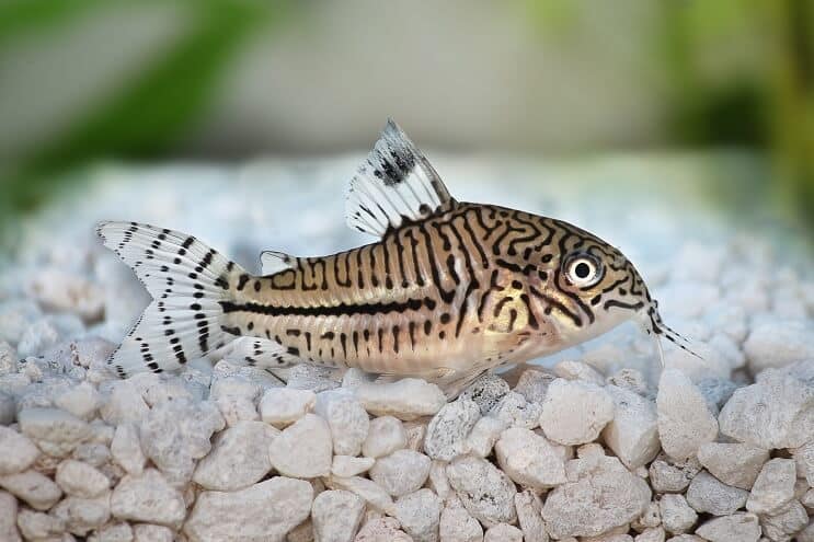 Overzicht Cory Catfish